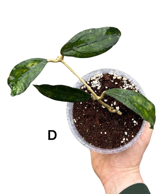 Hoya clemensiorum Image 4
