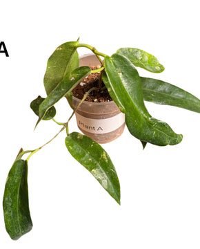 Hoya archboldiana