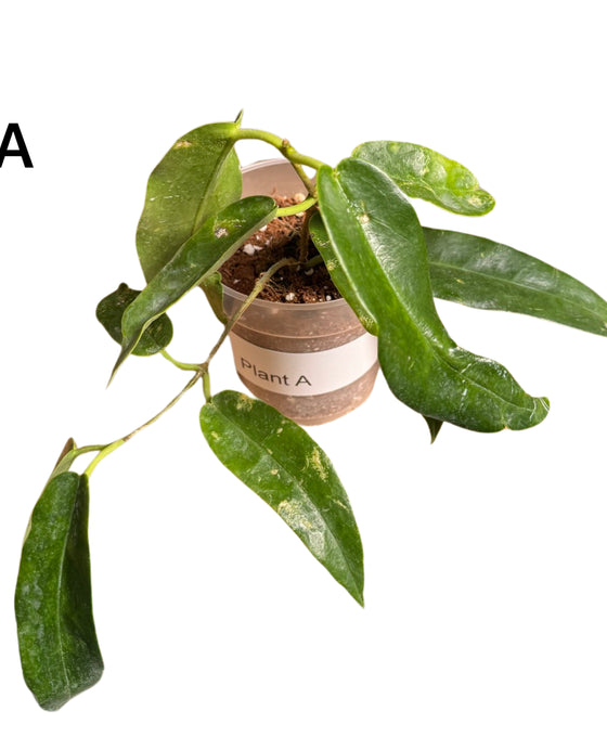 Hoya archboldiana Image 1