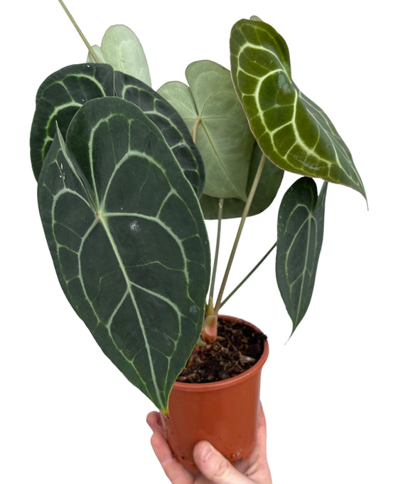 Anthurium clarinervium Image 2