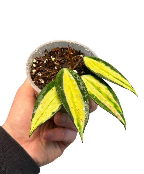Hoya latifolia 'Pot of Gold' Image 2