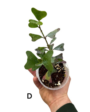 Hoya manipurensis