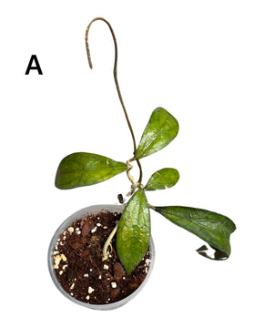 Hoya clemensiorum