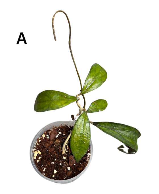 Hoya clemensiorum Image 1