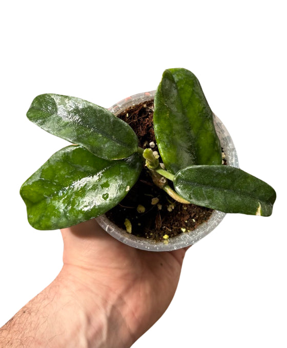 Hoya globulosa (syn. Hoya villosa) Image 1