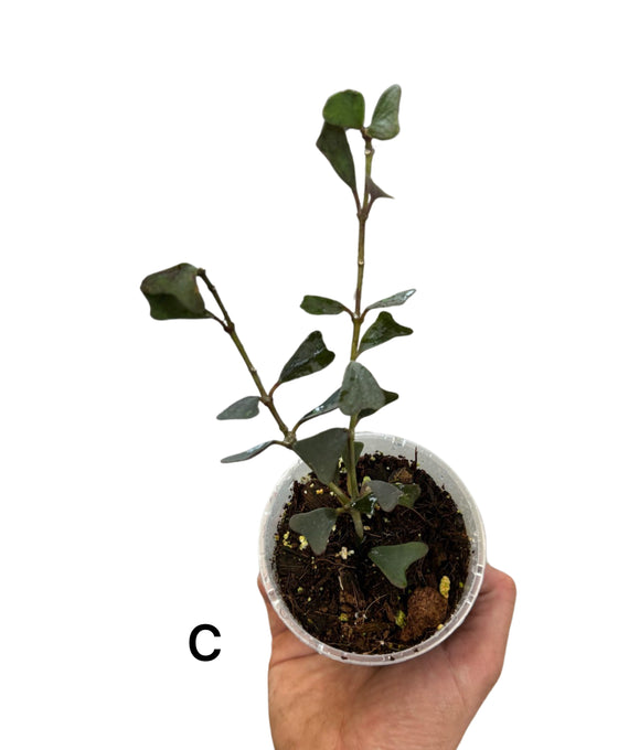 Hoya manipurensis Image 4