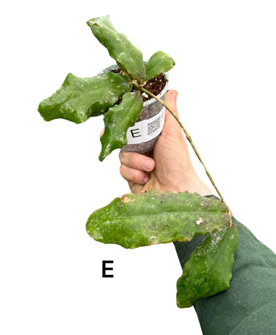 Hoya undulata Image 6