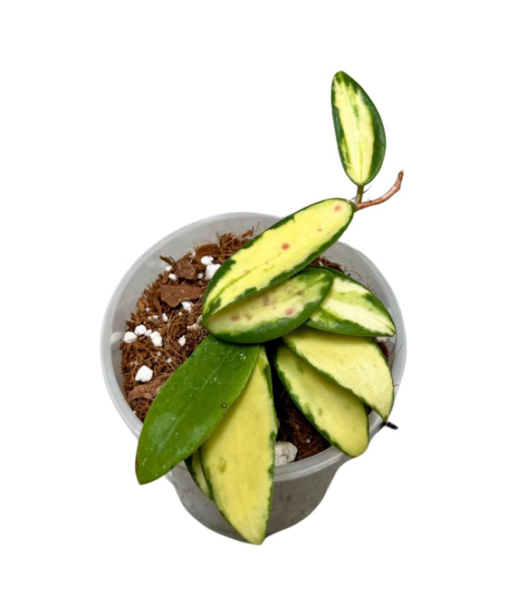 Hoya verticillata var. Verticillata (inner variegated) (syn. Hoya acuta) Image 2
