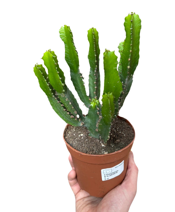 Euphorbia triangularis Image 1