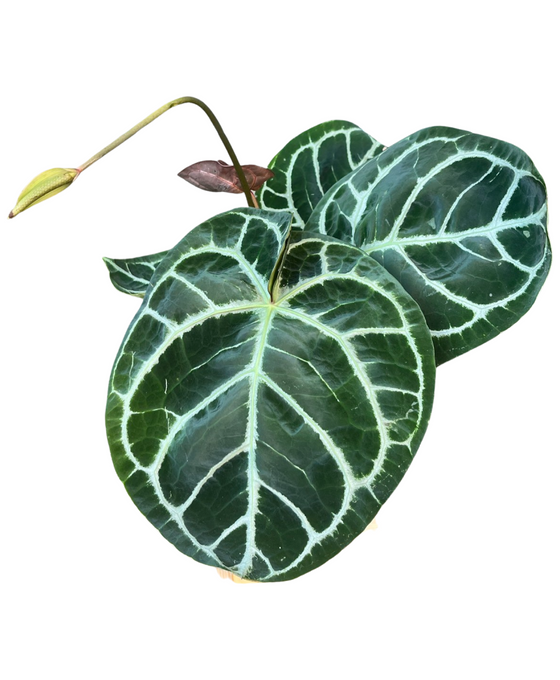 Anthurium crystallinum 'KARMA Hybrid' (compact) Image 2