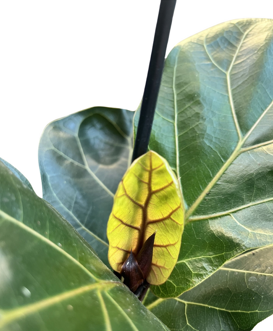 Ficus lyrata 'Bambino' - Fiddle Leaf Fig Image 2