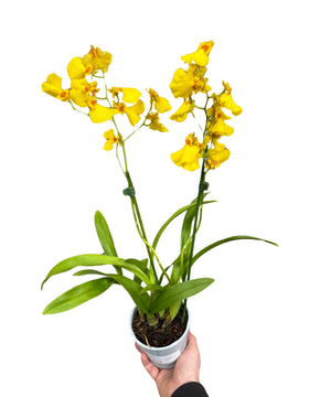 Oncidium Münsterland Stern