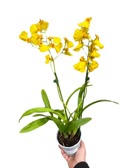 Oncidium Münsterland Stern Image 1