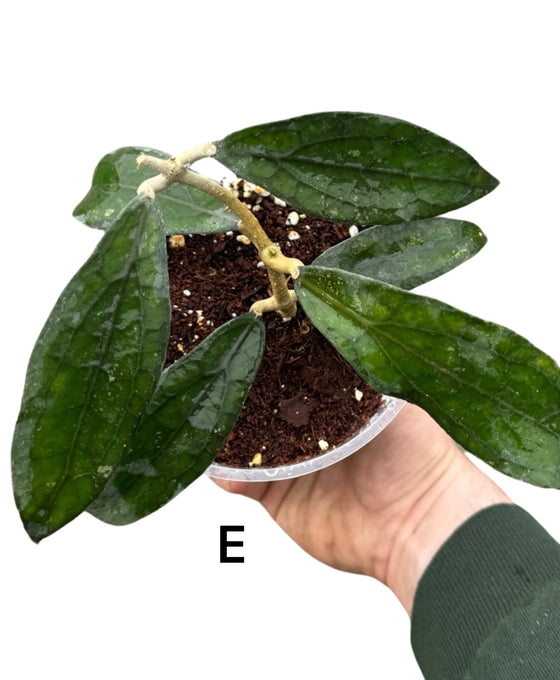 Hoya clemensiorum Image 5