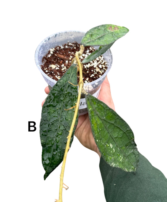 Hoya clemensiorum Image 2