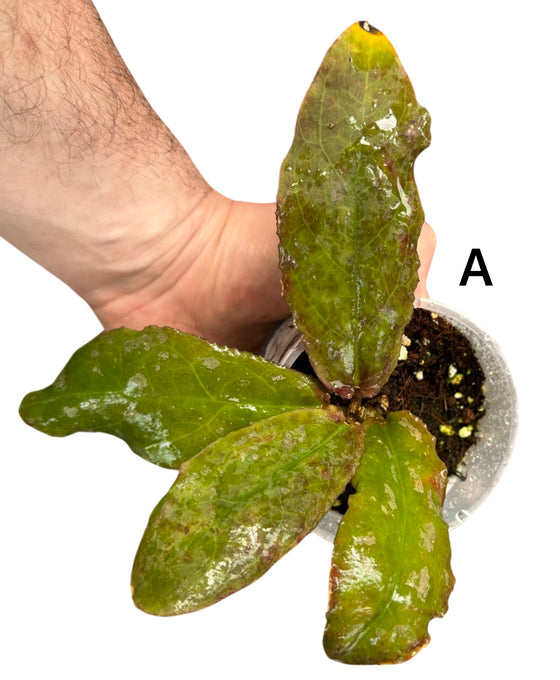 Hoya undulata Image 2