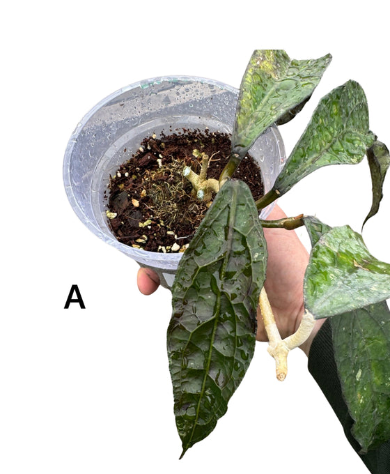 Hoya clemensiorum Image 1