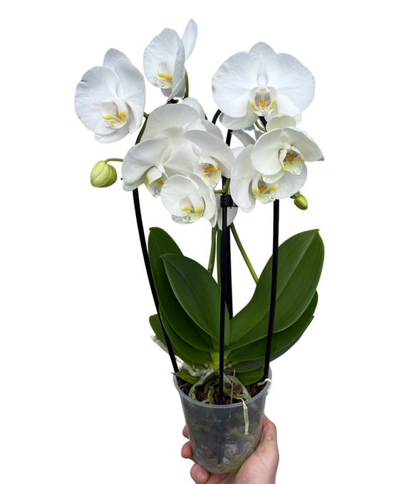 Phalaenopsis 'Elegant Cascade' Image 1