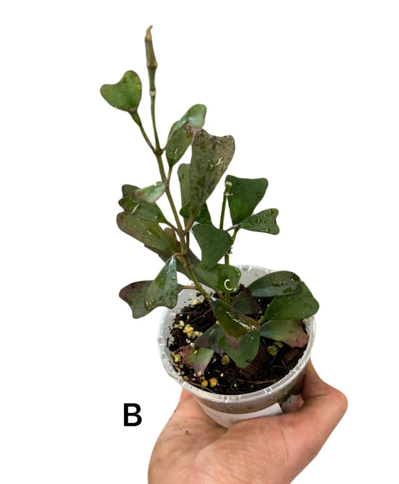 Hoya manipurensis Image 3