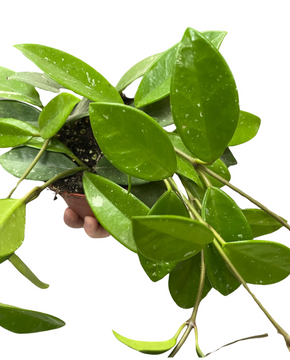 Hoya carnosa