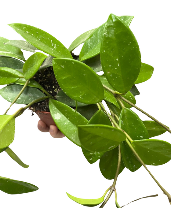 Hoya carnosa Image 1