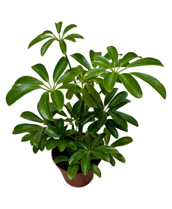 Schefflera arboricola 'Luseana' (syn. Heptapleurum arboricola) Image 1