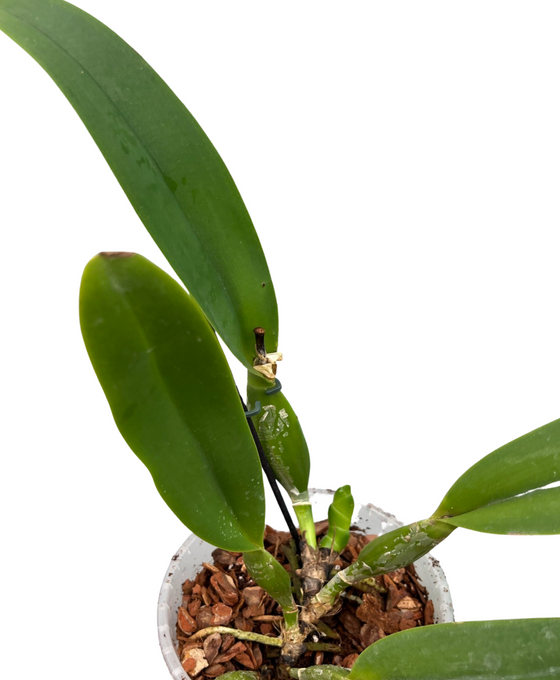 Cattleya hybrid Image 2