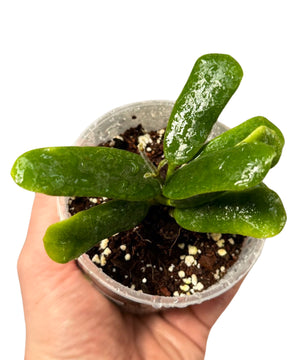 Hoya rotundiflora