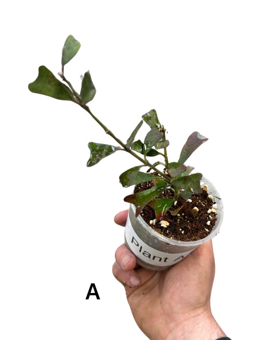 Hoya manipurensis Image 2