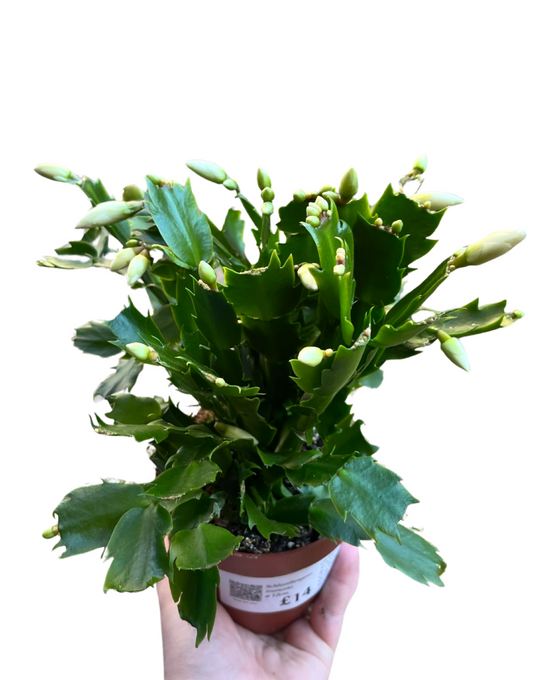 Schlumbergera truncata Image 3