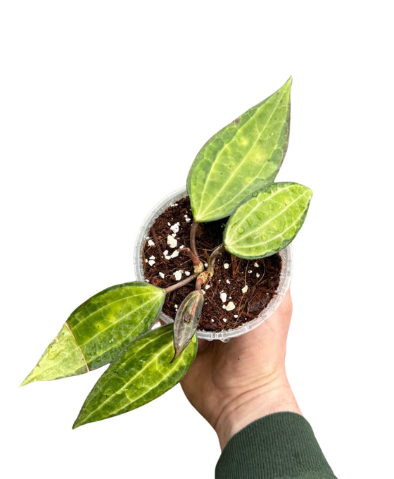 Hoya latifolia 'Pot of Gold' Image 1