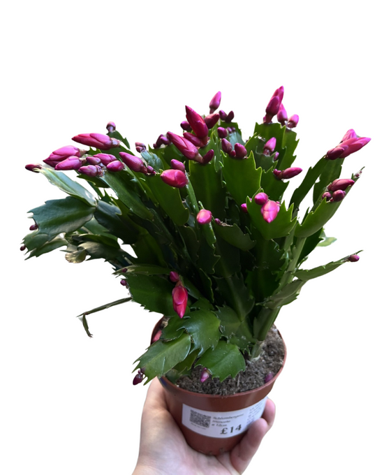 Schlumbergera truncata Image 1