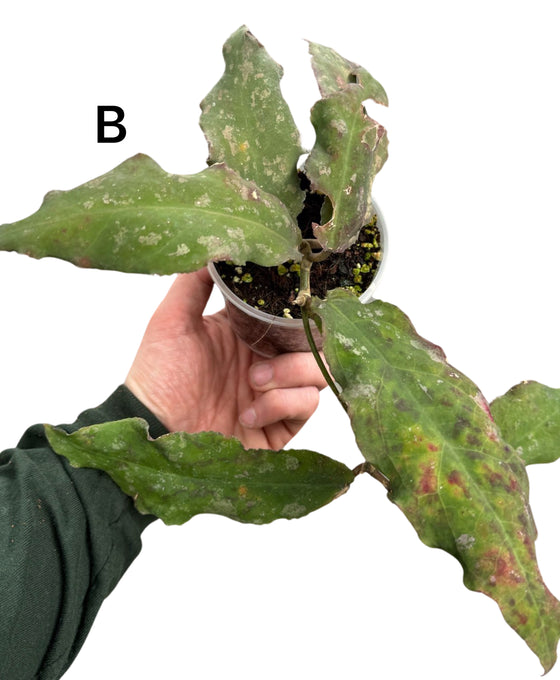 Hoya undulata Image 1
