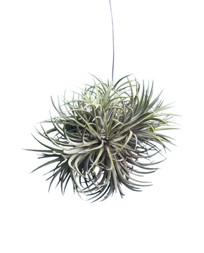 Tillandsia ionantha