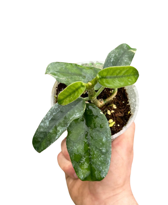 Hoya globulosa (syn. Hoya villosa) Image 2