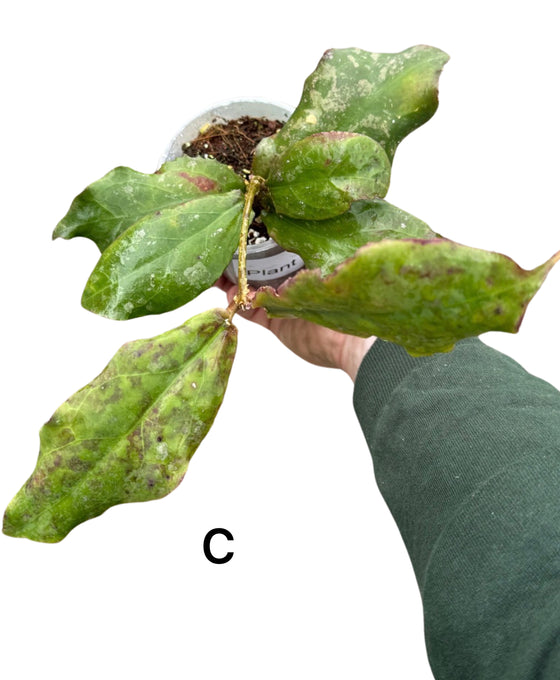 Hoya undulata Image 4