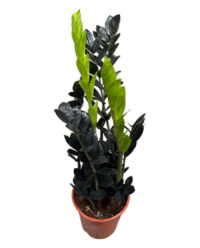 Zamioculcas zamiifolia 'Raven'