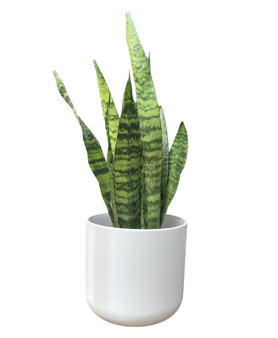 Houseplant and Pot Gift Image 3