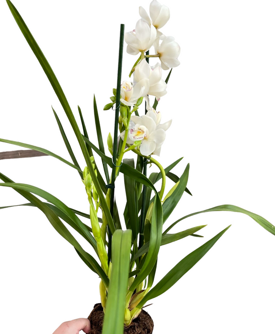 Cymbidium hybrid Image 3