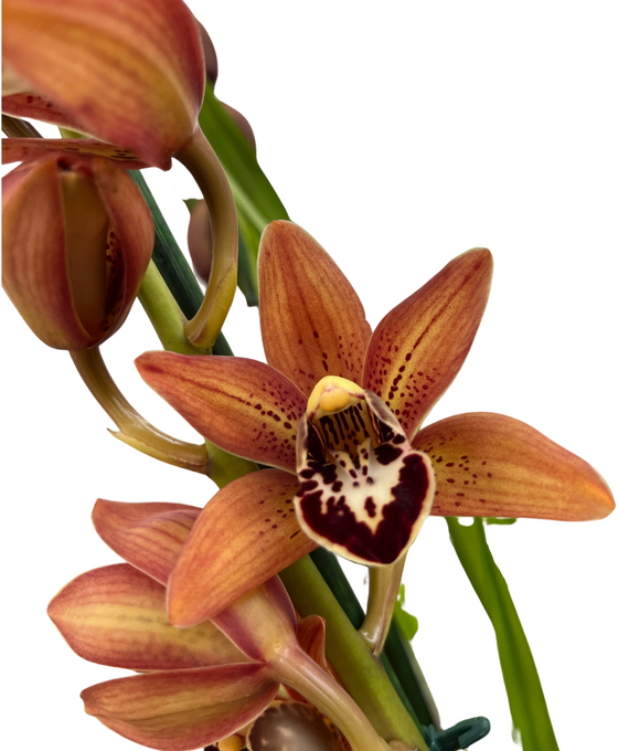 Cymbidium hybrid Image 2