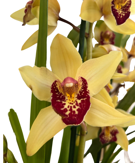 Cymbidium hybrid Image 1