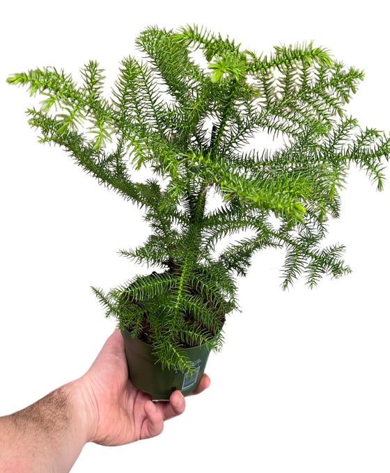 Araucaria heterophylla Image 1