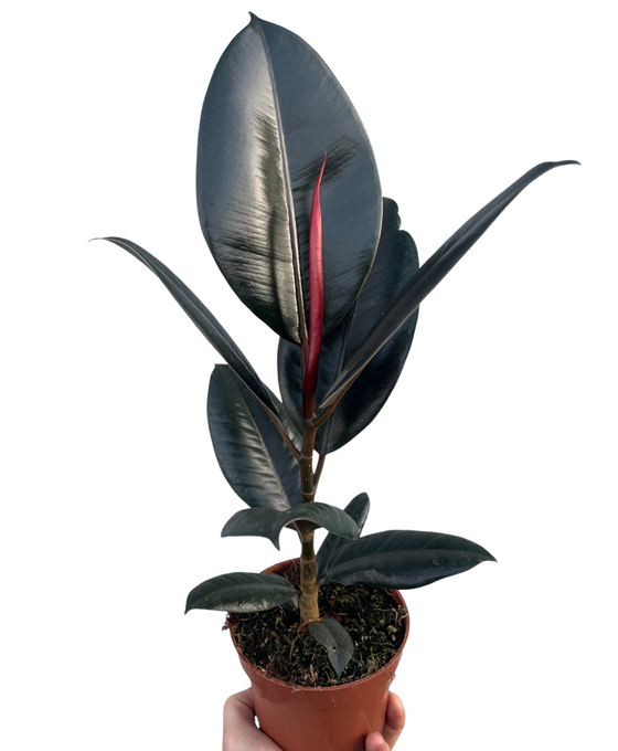 Ficus elastica Image 2