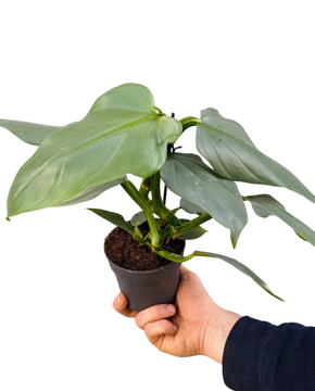 Philodendron hastatum 'Silver Sword'