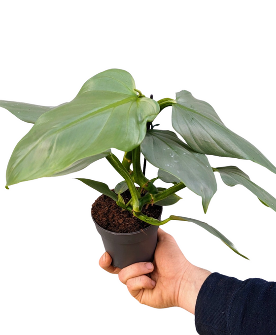 Philodendron hastatum 'Silver Sword' Image 1