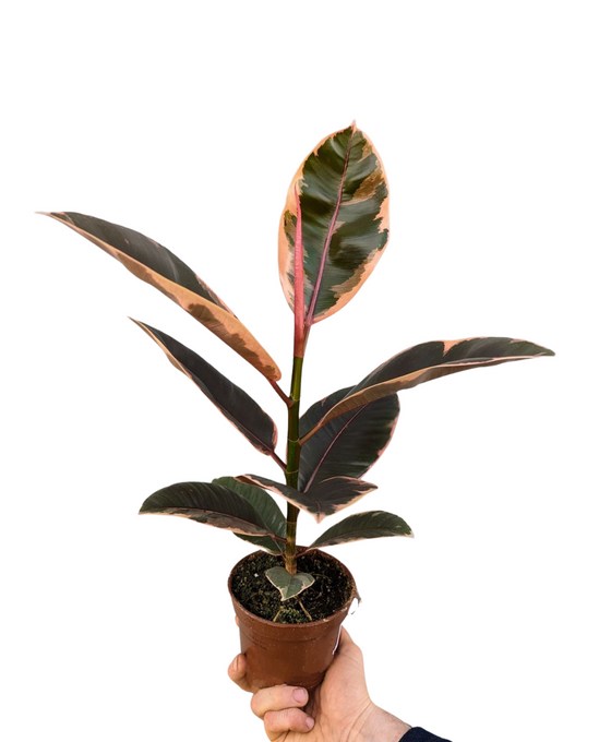 Ficus elastica Image 6