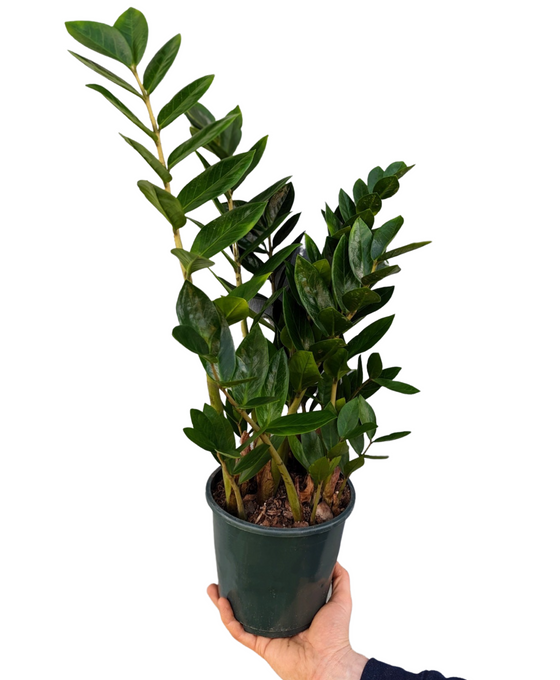 Zamioculcas zamiifolia - ZZ plant Image 3