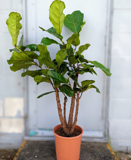 Ficus lyrata - Fiddle Leaf Fig Image 7