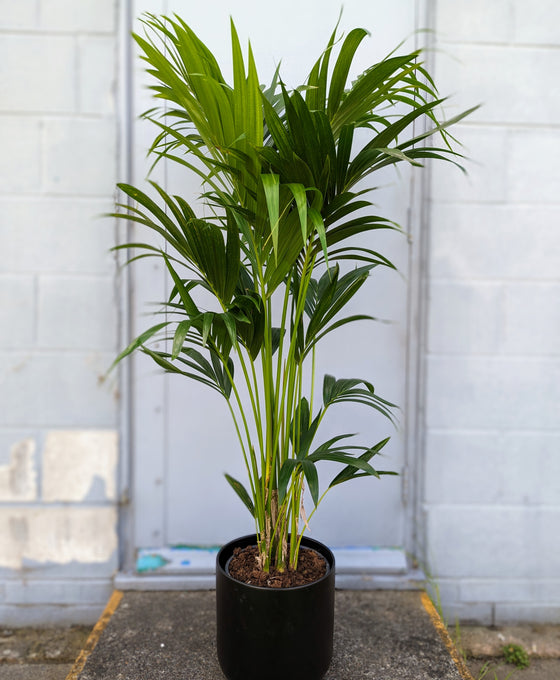 Howea Forsteriana - Kentia Palm Image 2