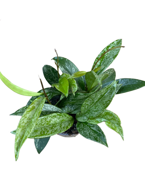 Hoya pubicalyx 'Silver Spot' Image 2